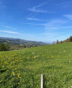 Blumenwiese an Sommertag im Schwarzwald